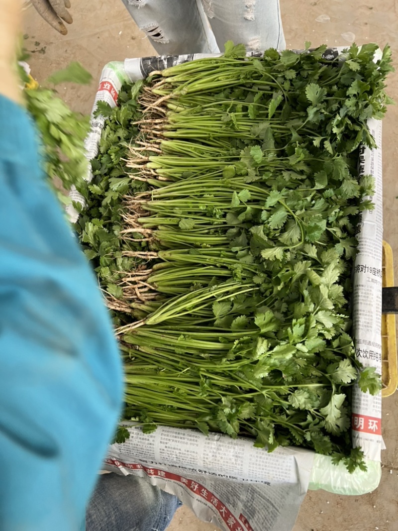 精品香菜泡沫箱装诚信合作欢迎客户来电咨询采购