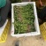 精品香菜泡沫箱装诚信合作欢迎客户来电咨询采购
