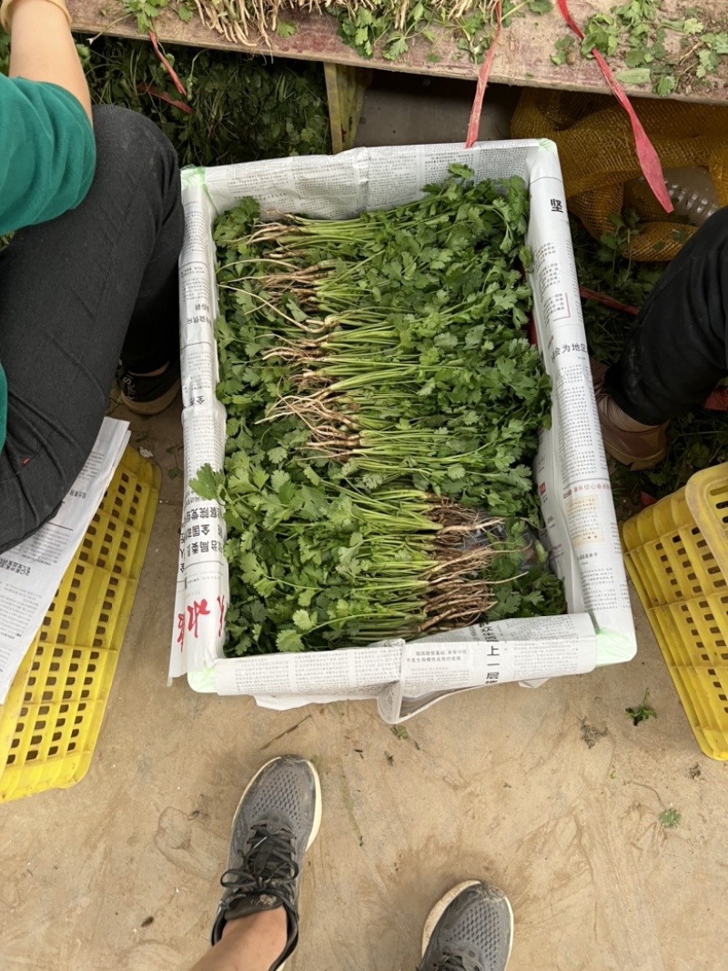 精品香菜泡沫箱装诚信合作欢迎客户来电咨询采购
