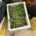精品香菜泡沫箱装诚信合作欢迎客户来电咨询采购