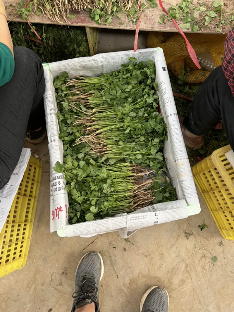 精品香菜泡沫箱装诚信合作欢迎客户来电咨询采购