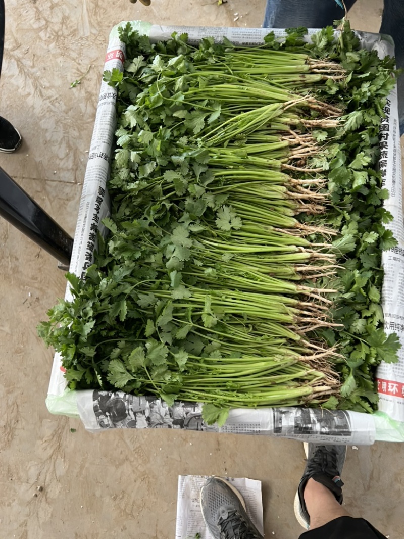 精品香菜泡沫箱装诚信合作欢迎客户来电咨询采购