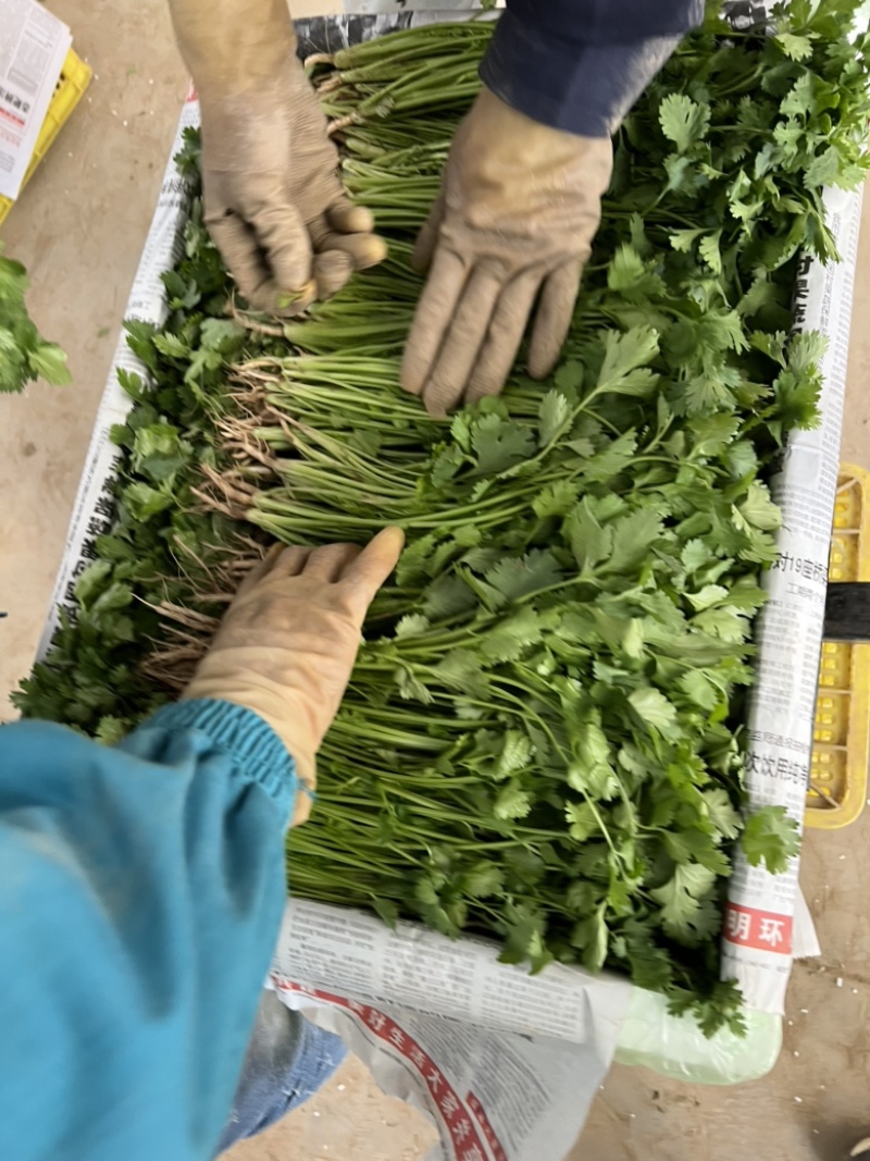 精品香菜泡沫箱装诚信合作欢迎客户来电咨询采购