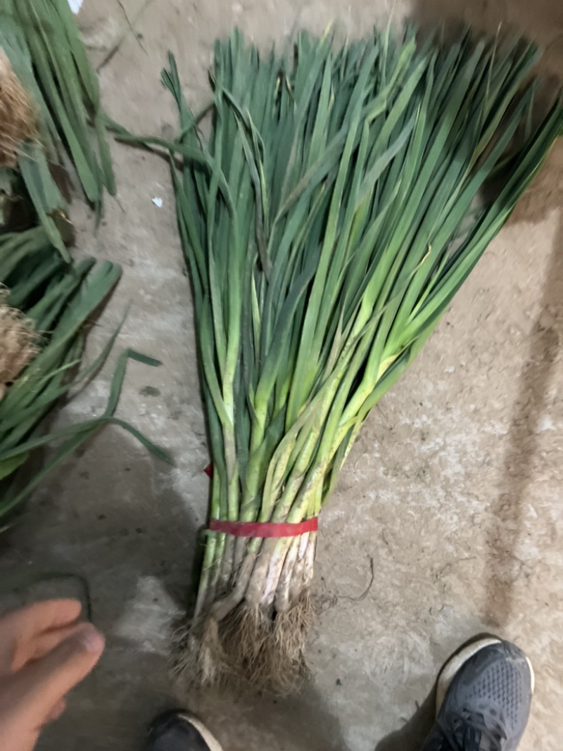 蒜苗都是精品产地一手货源诚信合作欢迎来电咨询