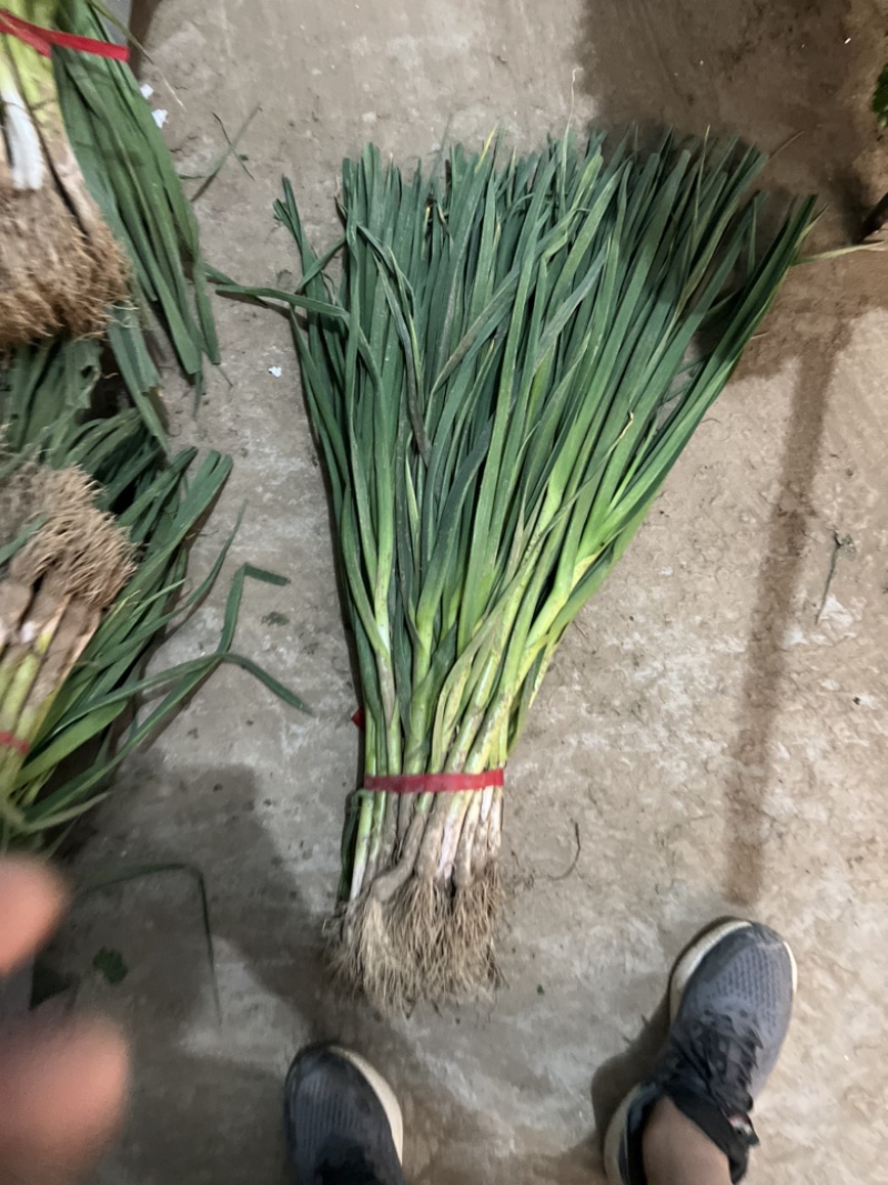 蒜苗都是精品产地一手货源诚信合作欢迎来电咨询