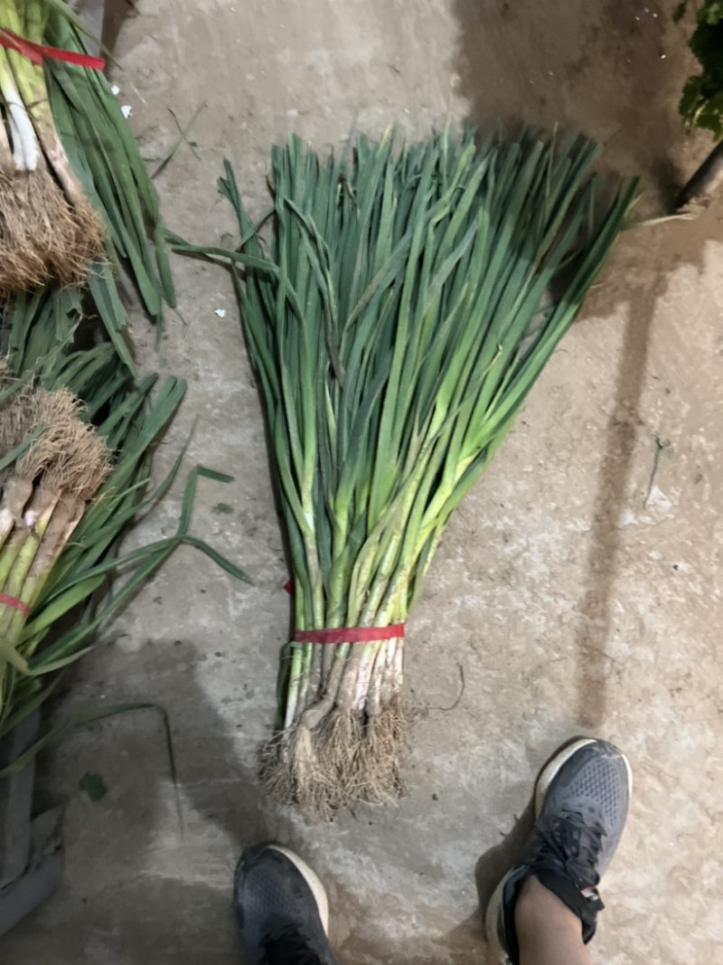 蒜苗都是精品产地一手货源诚信合作欢迎来电咨询