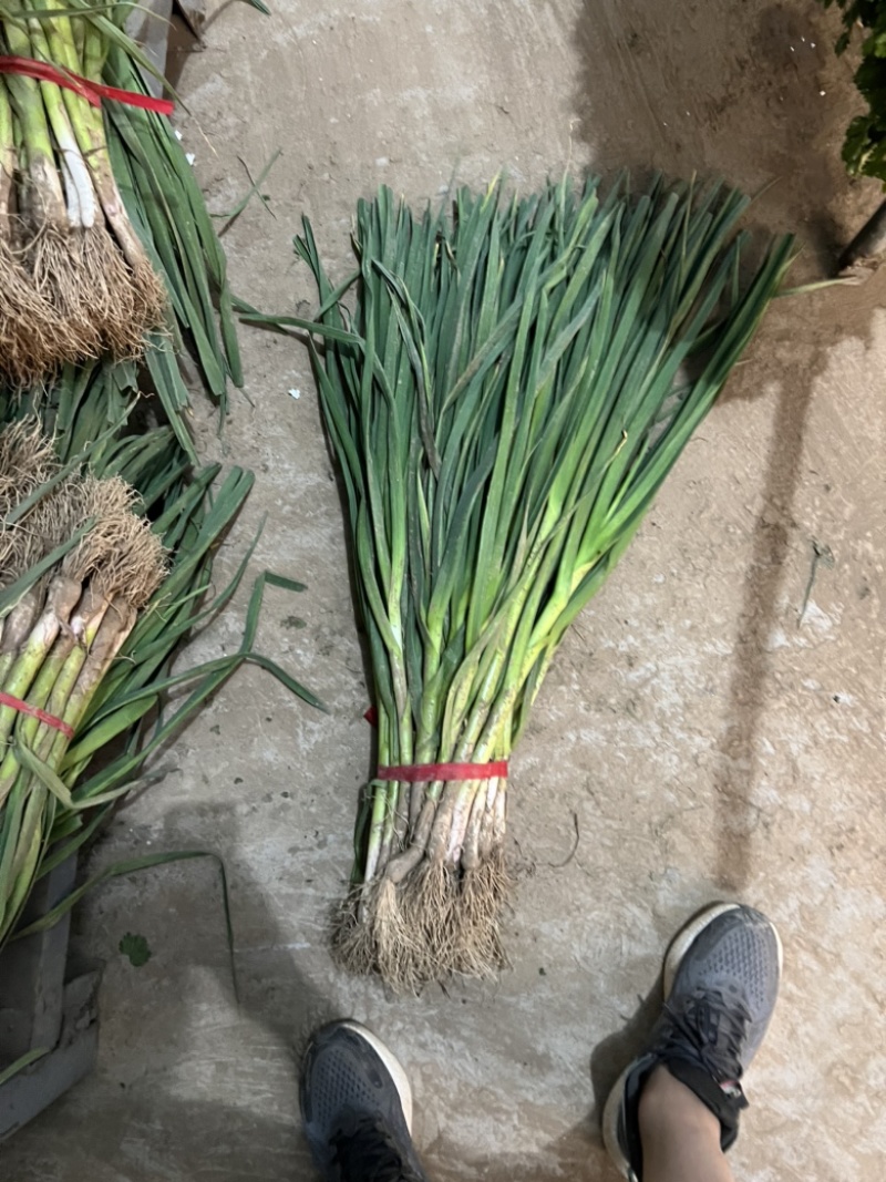 蒜苗都是精品产地一手货源诚信合作欢迎来电咨询