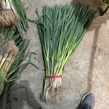 蒜苗都是精品产地一手货源诚信合作欢迎来电咨询