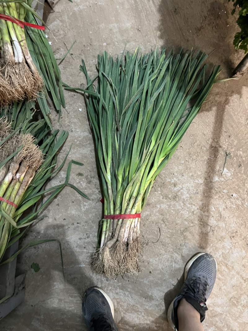 蒜苗都是精品产地一手货源诚信合作欢迎来电咨询