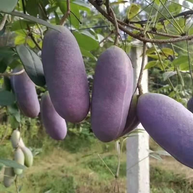八月瓜种子紫果八月炸树种子当年新种子爬藤盆栽食用水果种子