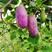 八月瓜种子紫果八月炸树种子当年新种子爬藤盆栽食用水果种子