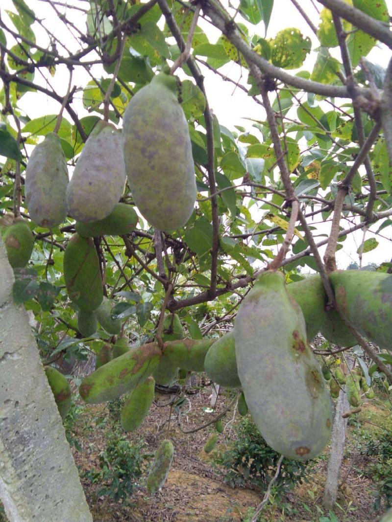 八月瓜种子紫果八月炸树种子当年新种子爬藤盆栽食用水果种子