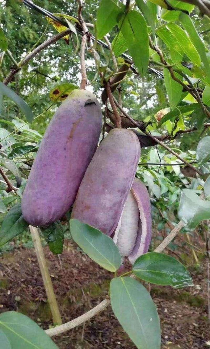 八月瓜种子紫果八月炸树种子当年新种子爬藤盆栽食用水果种子