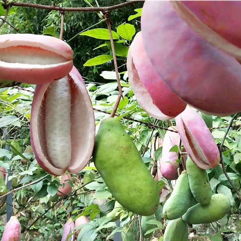 八月瓜种子紫果八月炸树种子当年新种子爬藤盆栽食用水果种子