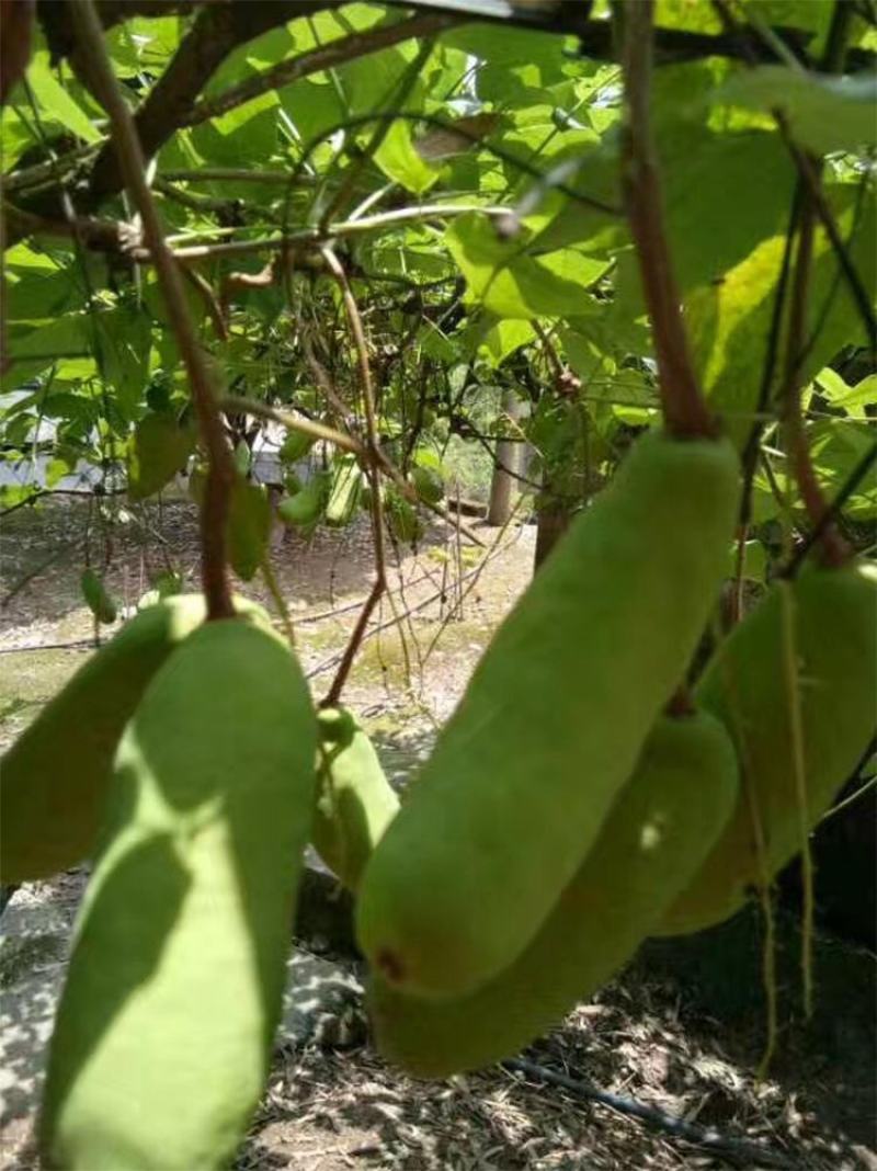 八月瓜种子紫果八月炸树种子当年新种子爬藤盆栽食用水果种子