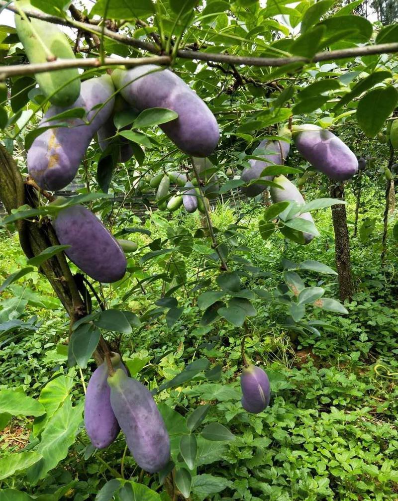 八月瓜种子紫果八月炸树种子当年新种子爬藤盆栽食用水果种子