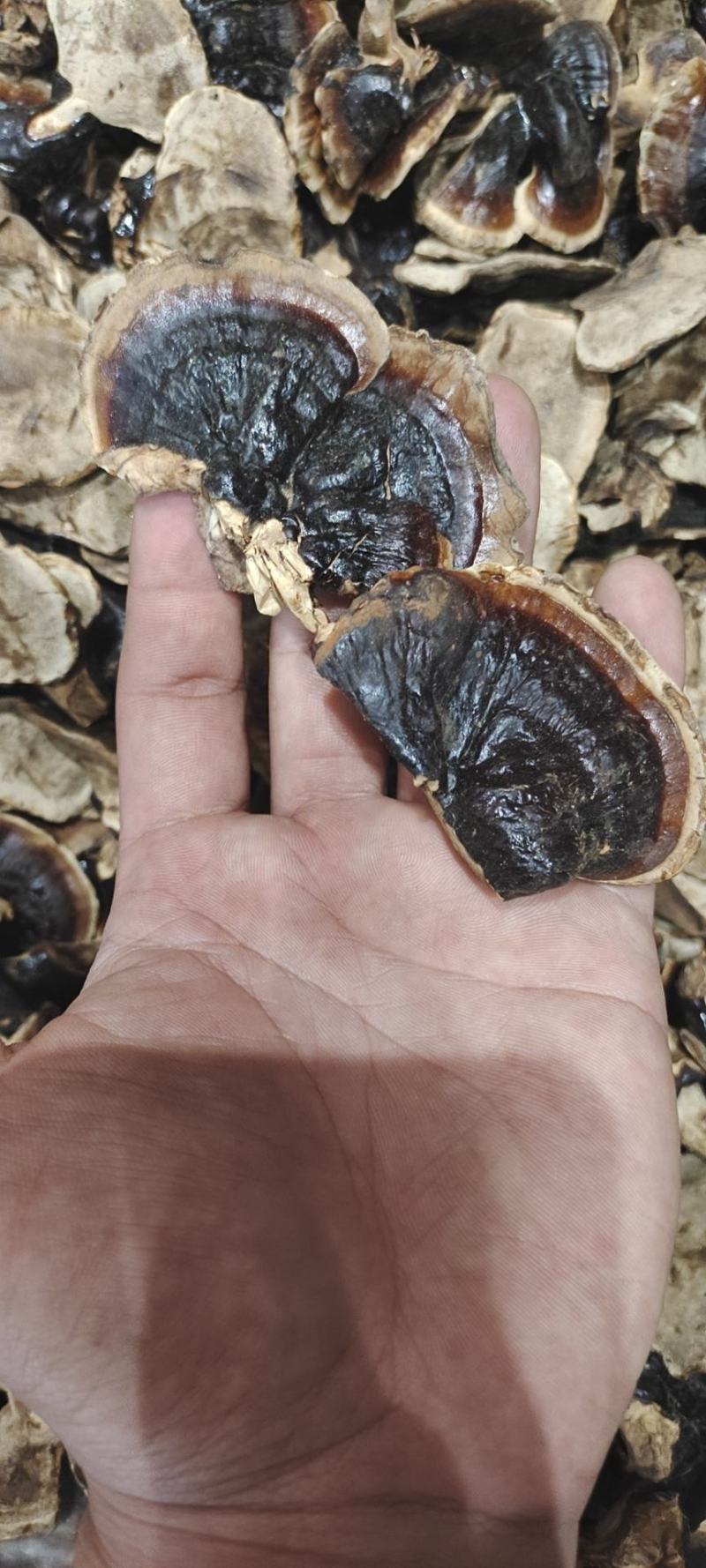 赤灵芝，小金边，价格便宜，使用方法简单，煲汤泡茶都可以