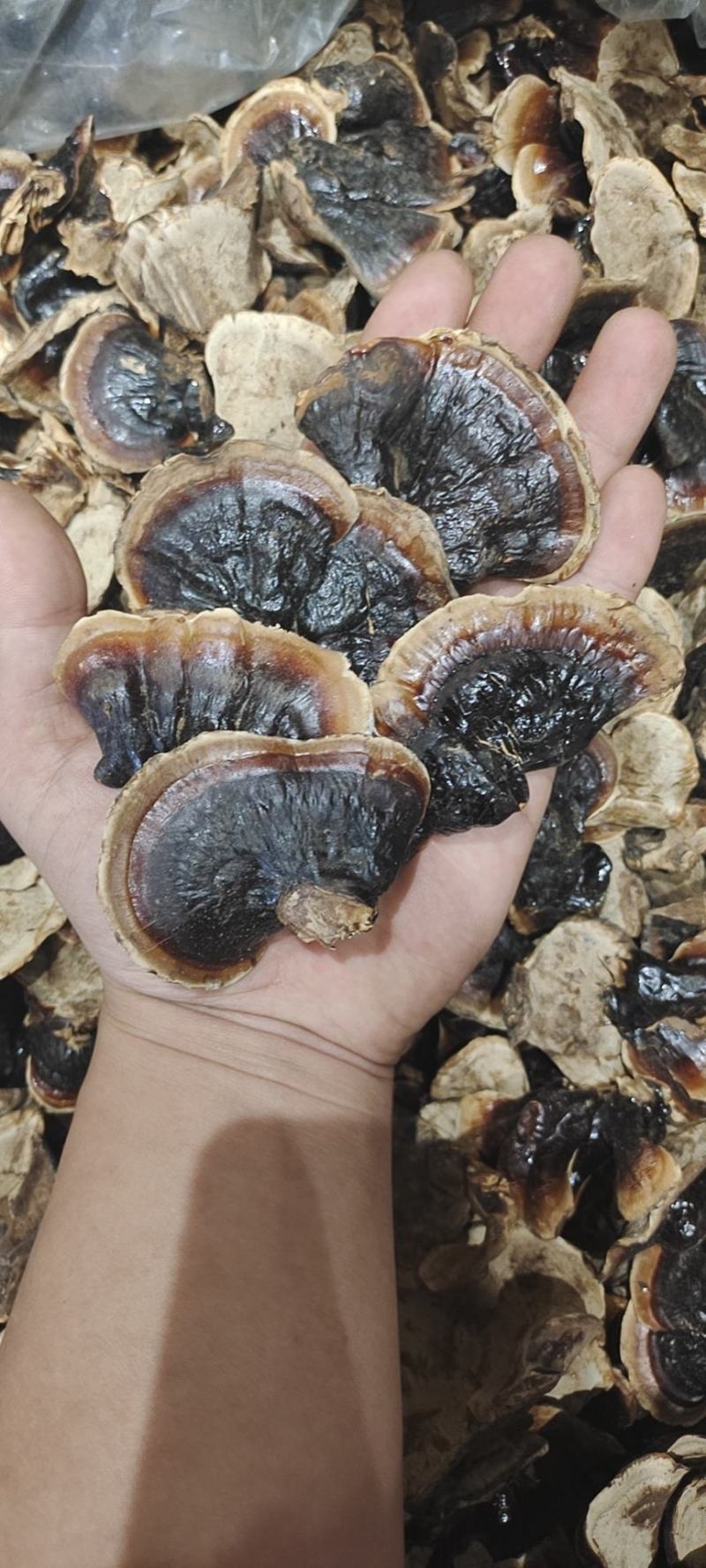 赤灵芝，小金边，价格便宜，使用方法简单，煲汤泡茶都可以