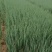 四季小葱黑葱精品叶片黑绿货源充足市场精品全国发货