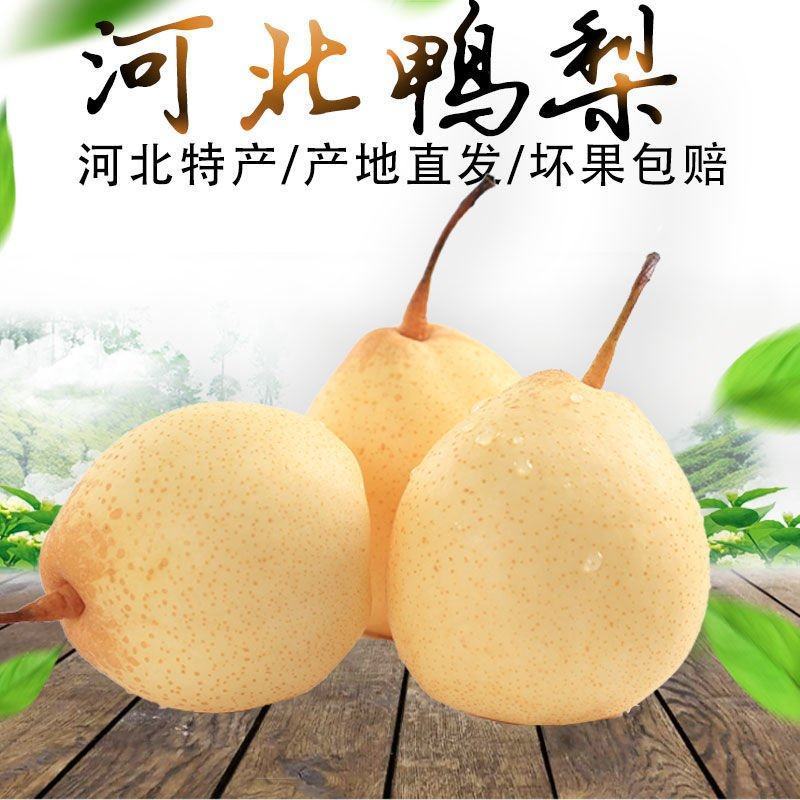 【精品河北鸭梨】口感好品质保障量大优惠规格品种齐全欢迎咨
