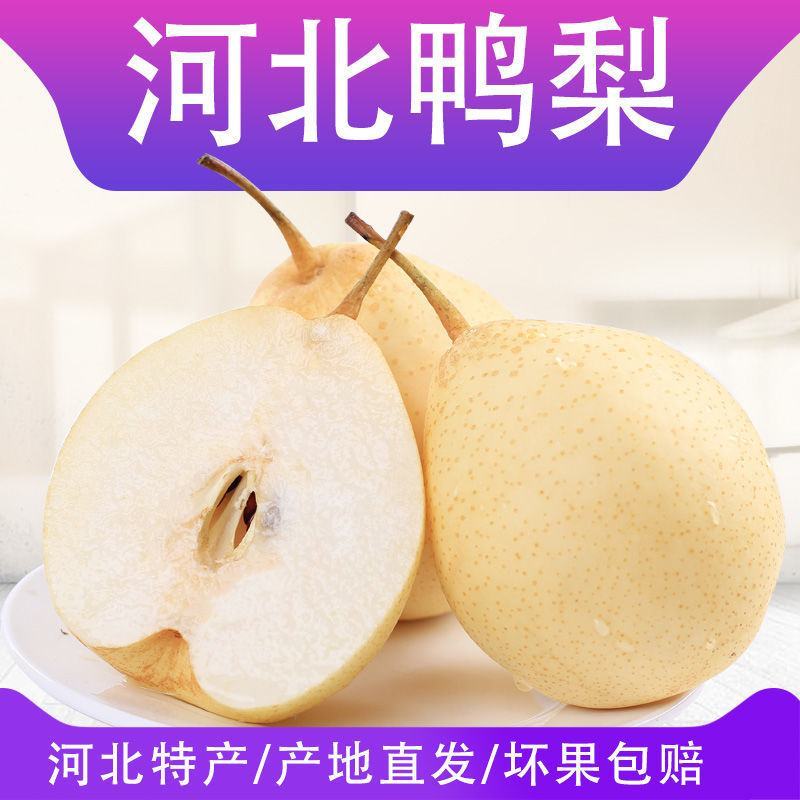 【精品河北鸭梨】口感好品质保障量大优惠规格品种齐全欢迎咨