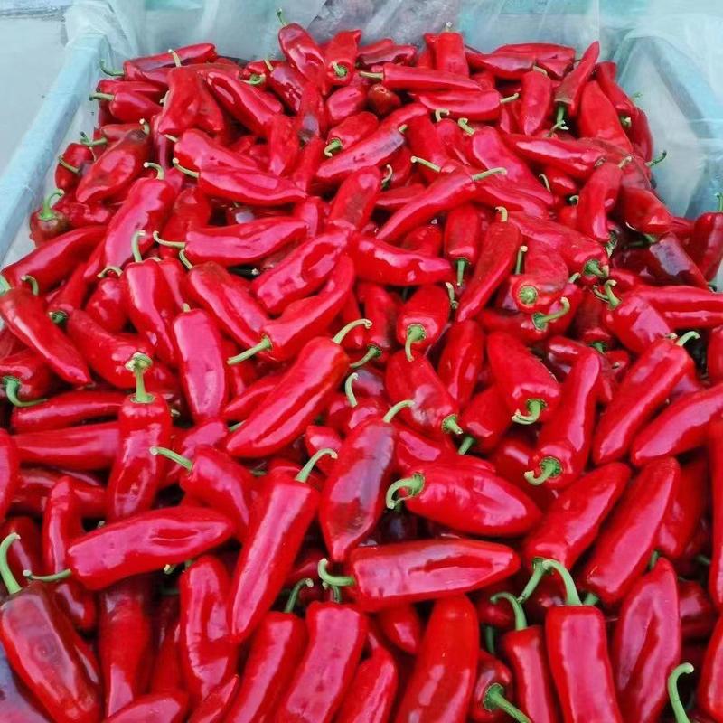 红泡椒，301尖椒大量上市中价格不高，质量精品，产地直发