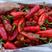 红泡椒，301尖椒大量上市中价格不高，质量精品，产地直发