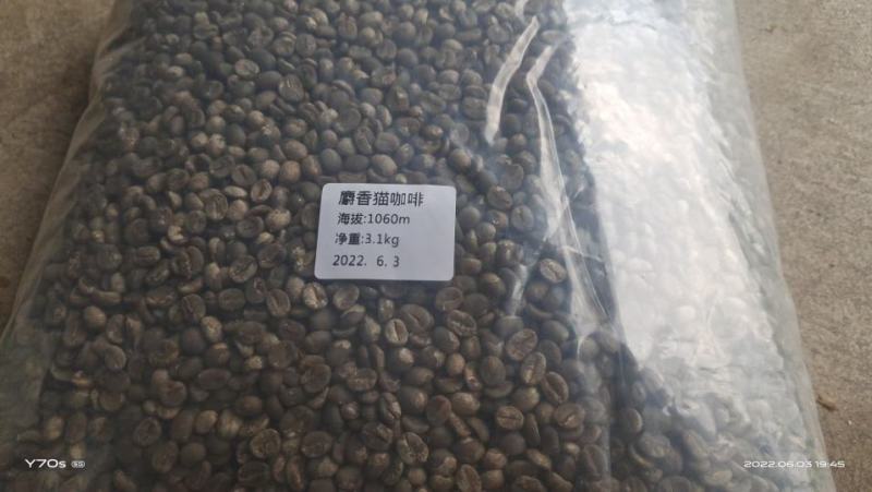 麝香猫咖啡