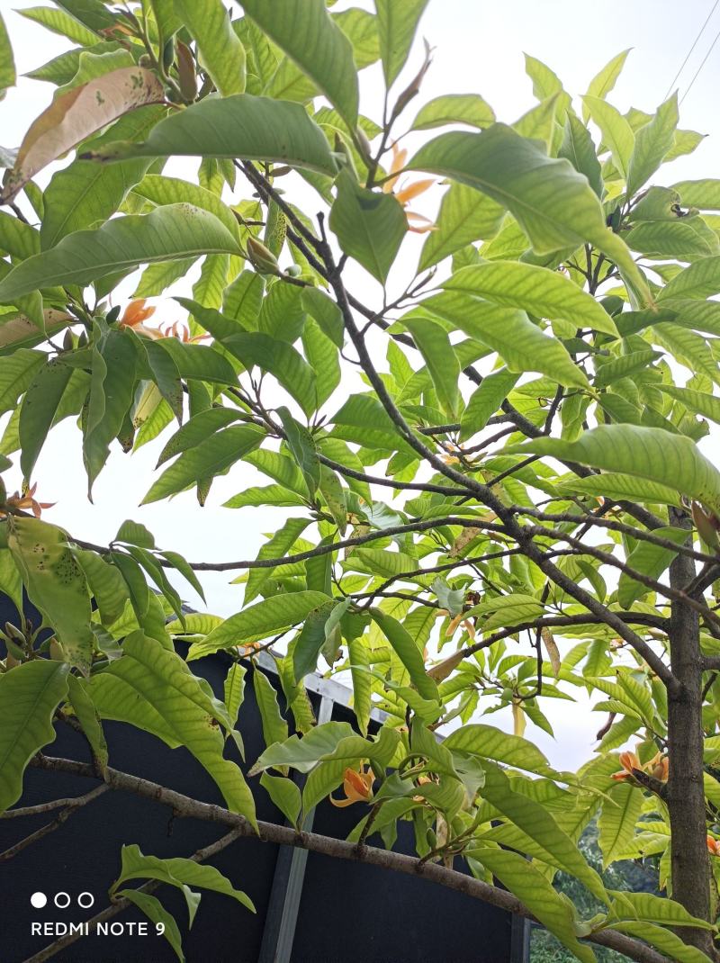 黄角兰苗【有黄兰白兰，黄兰比白兰香】包邮直接下单