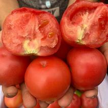 [一件玳发]西红柿，对接电商网店，电商供应链，西红柿