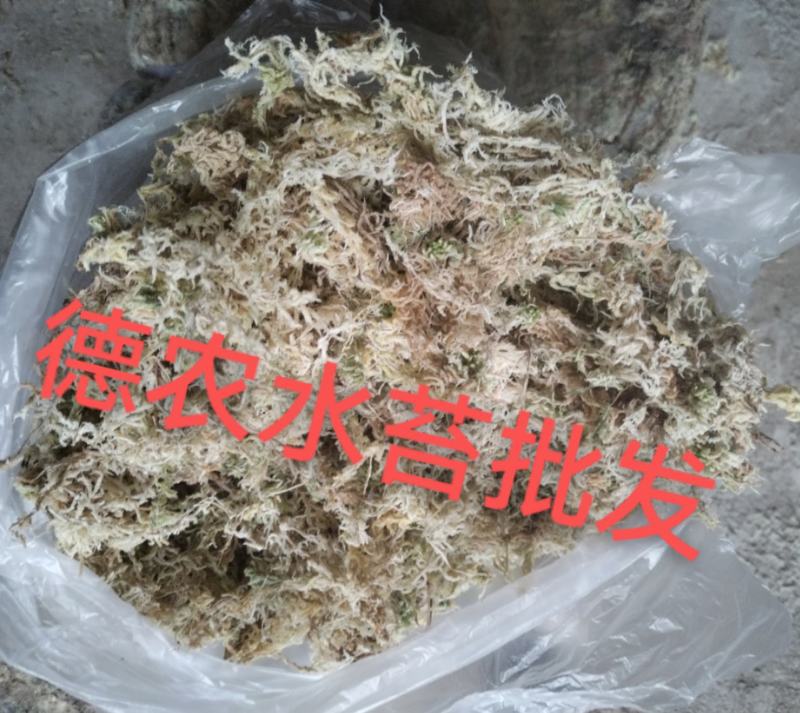 都匀惠水水苔无菌干水苔兰花无土栽培介质营养土蝴蝶兰花专用