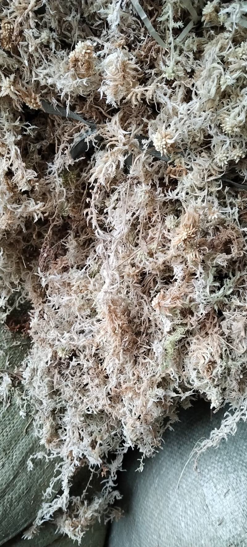 都匀惠水水苔无菌干水苔兰花无土栽培介质营养土蝴蝶兰花专用