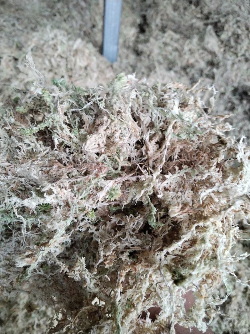 都匀惠水水苔无菌干水苔兰花无土栽培介质营养土蝴蝶兰花专用