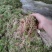 都匀惠水水苔无菌干水苔兰花无土栽培介质营养土蝴蝶兰花专用