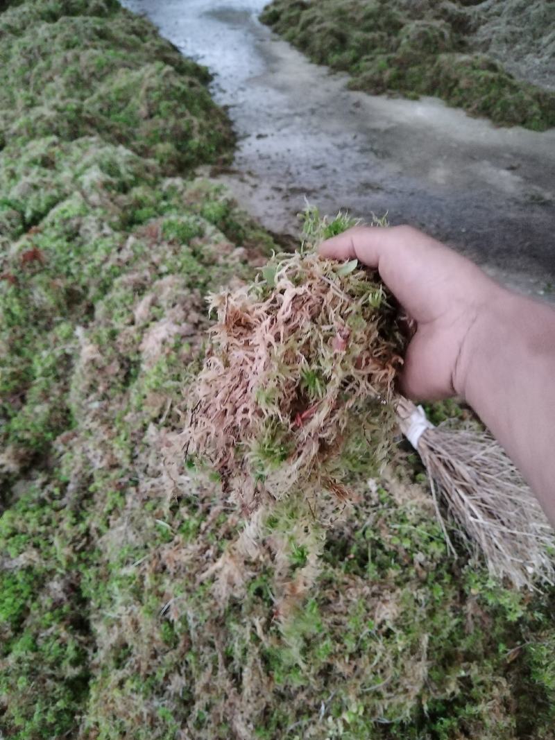 都匀惠水水苔无菌干水苔兰花无土栽培介质营养土蝴蝶兰花专用