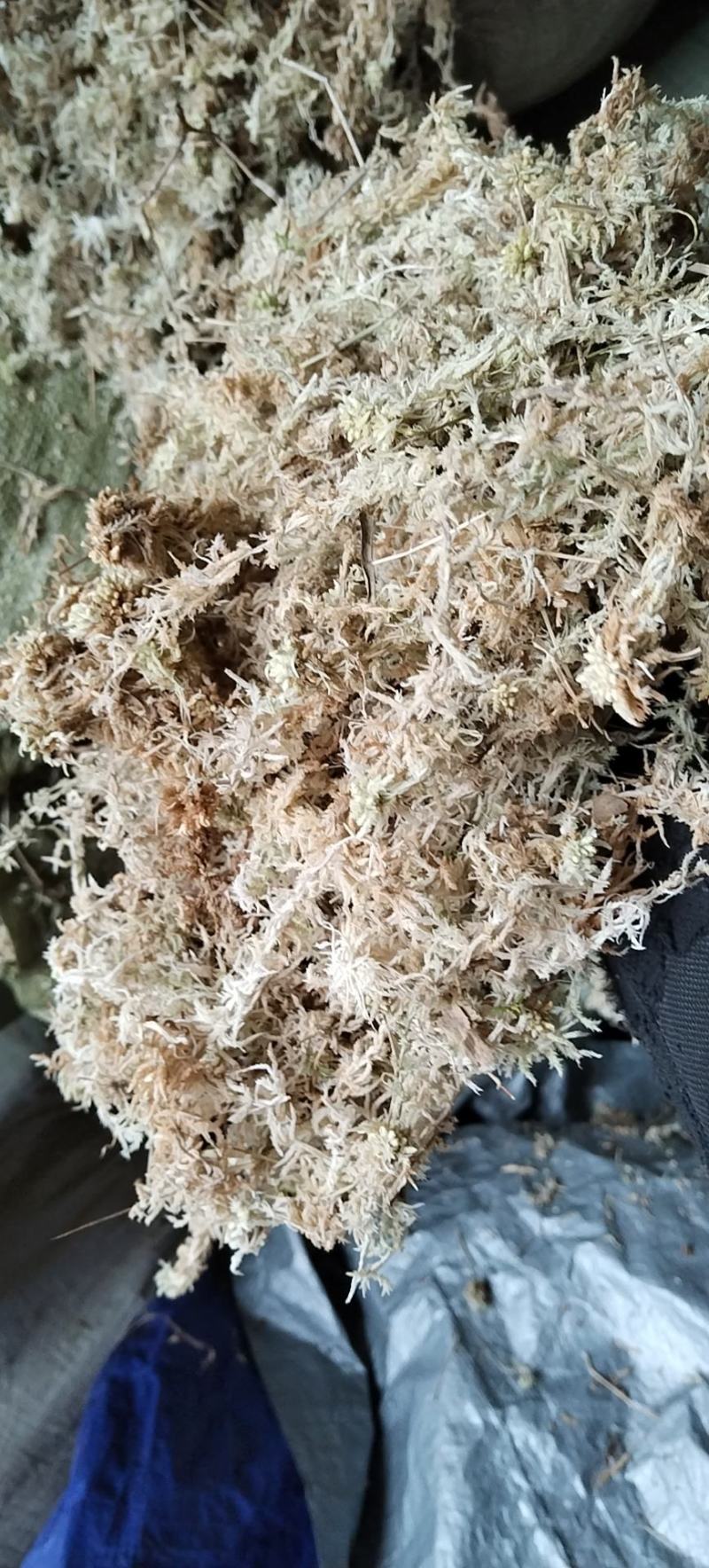 都匀惠水水苔无菌干水苔兰花无土栽培介质营养土蝴蝶兰花专用