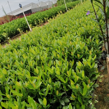 小叶龙船花7斤袋和5斤袋，价格优惠，品质保证诚信经营欢迎