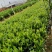小叶龙船花7斤袋和5斤袋，价格优惠，品质保证诚信经营欢迎