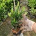 小叶龙船花7斤袋和5斤袋，价格优惠，品质保证诚信经营欢迎