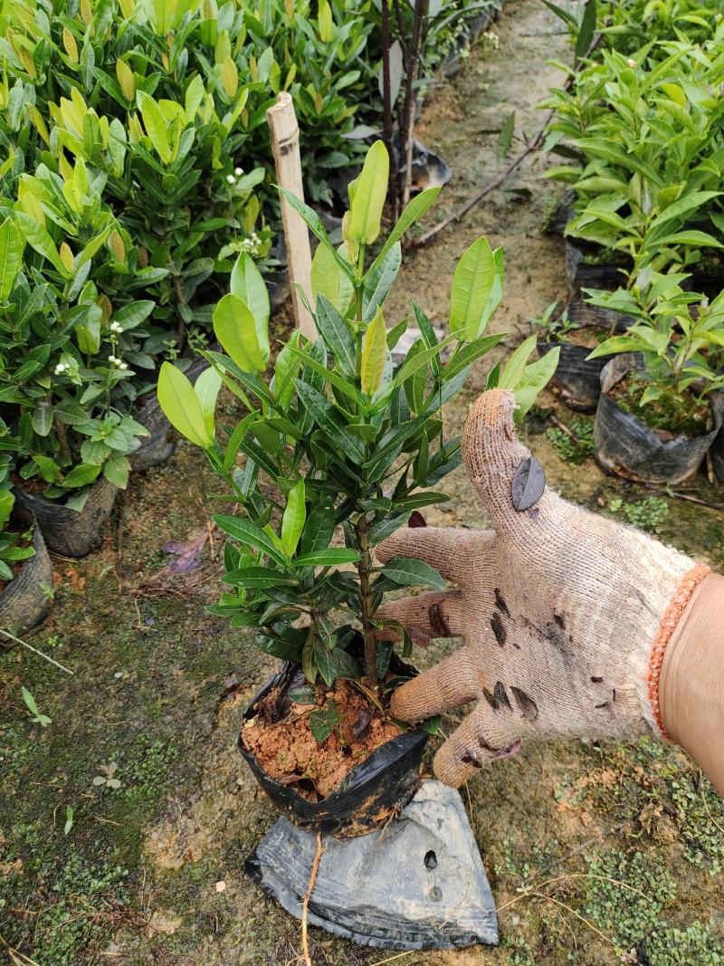 小叶龙船花7斤袋和5斤袋，价格优惠，品质保证诚信经营欢迎