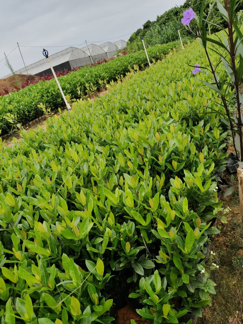 小叶龙船花7斤袋和5斤袋，价格优惠，品质保证诚信经营欢迎