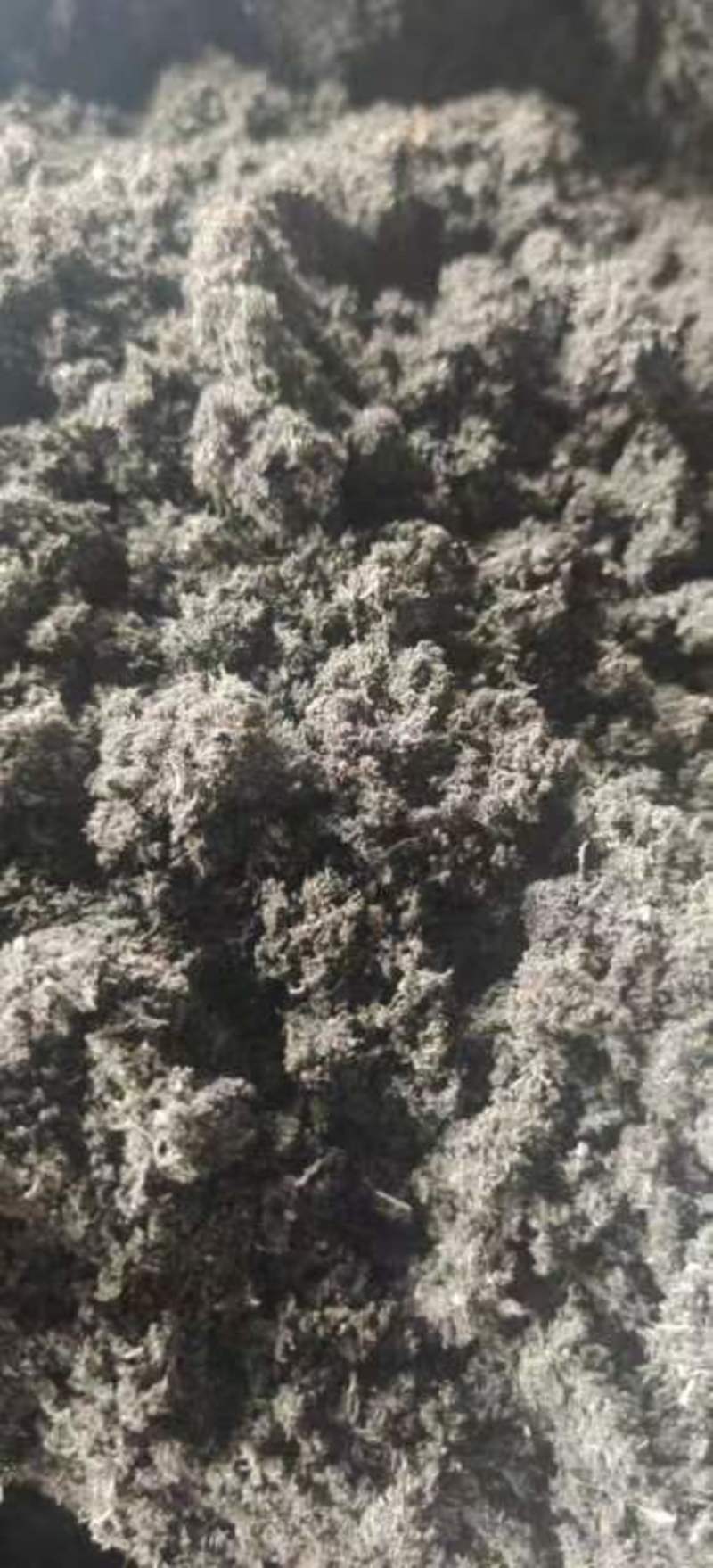 纯东北草炭土，育苗基质，果蔬树木皆可使用量大优惠，