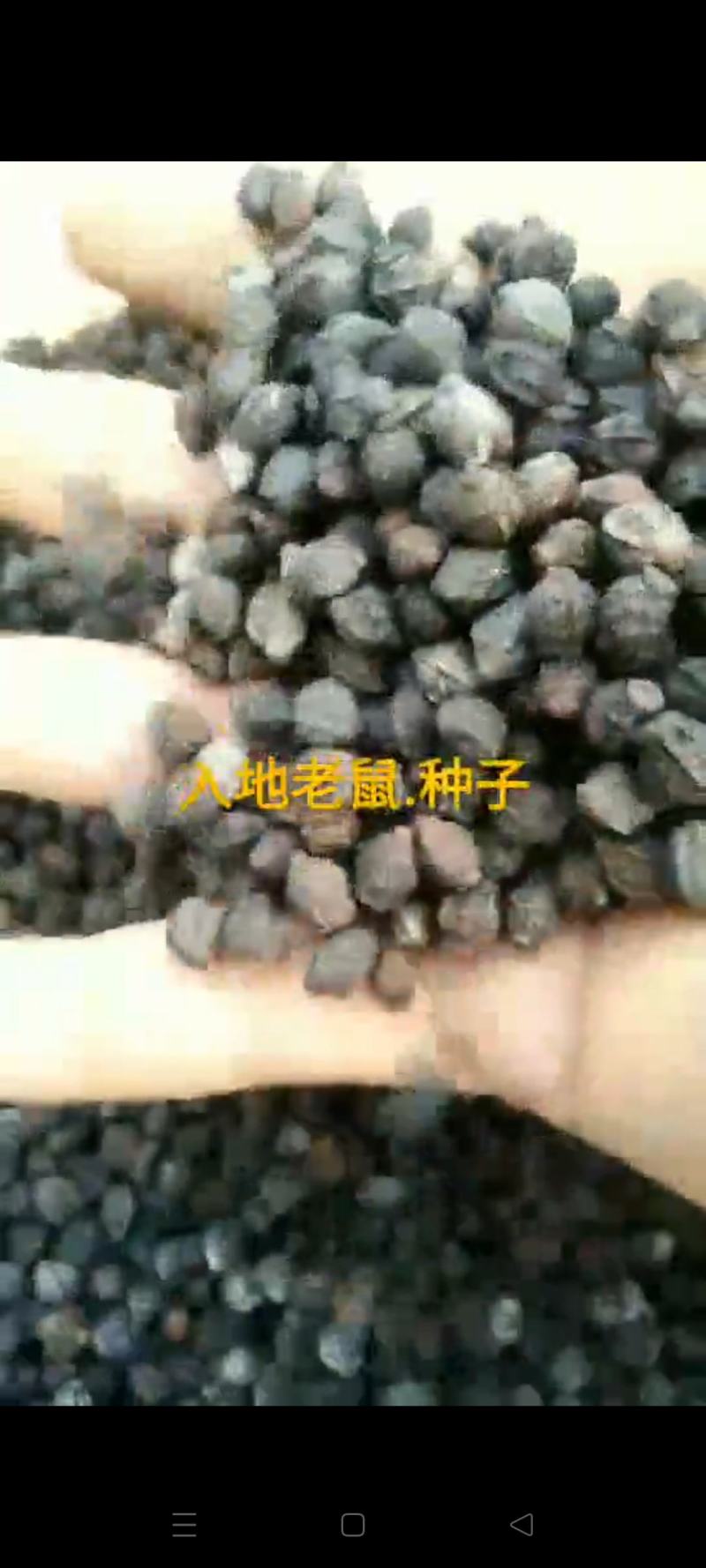 入地老鼠种子