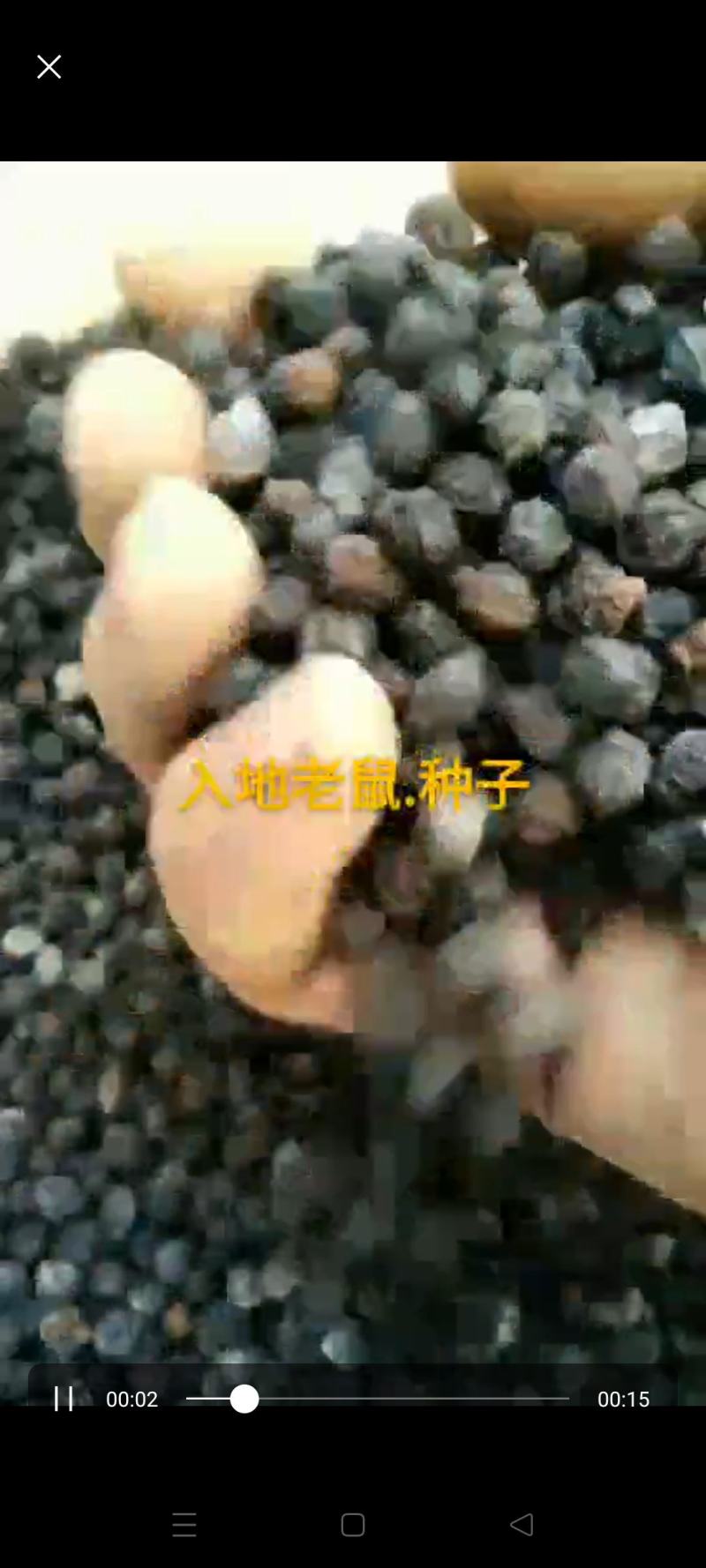 入地老鼠种子