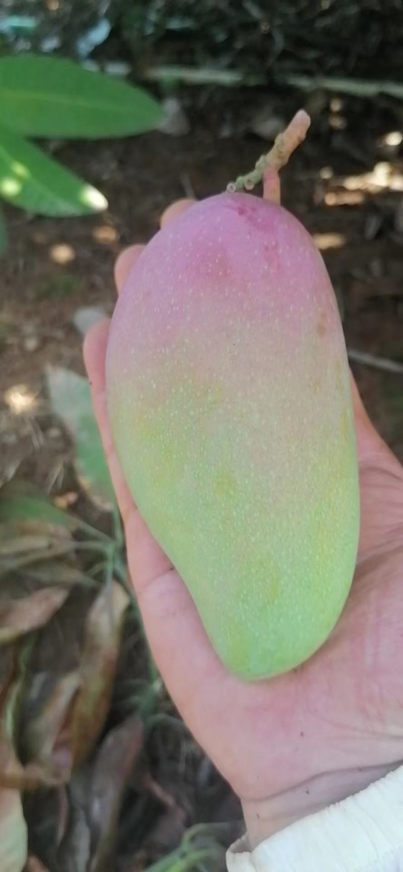 贵妃