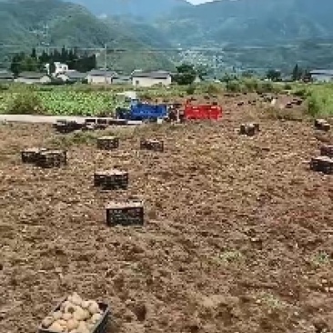 老品种好货。