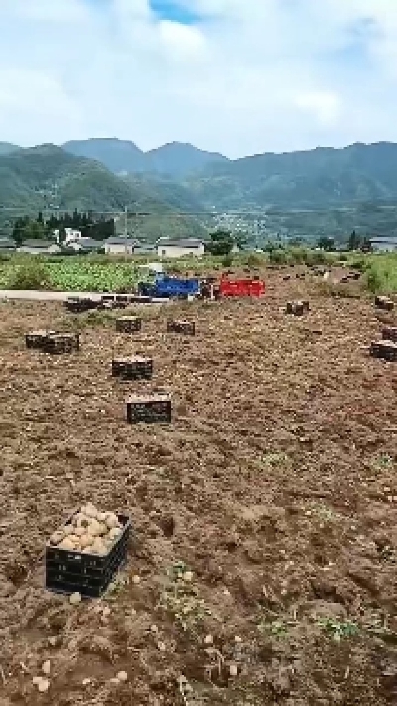 老品种好货。