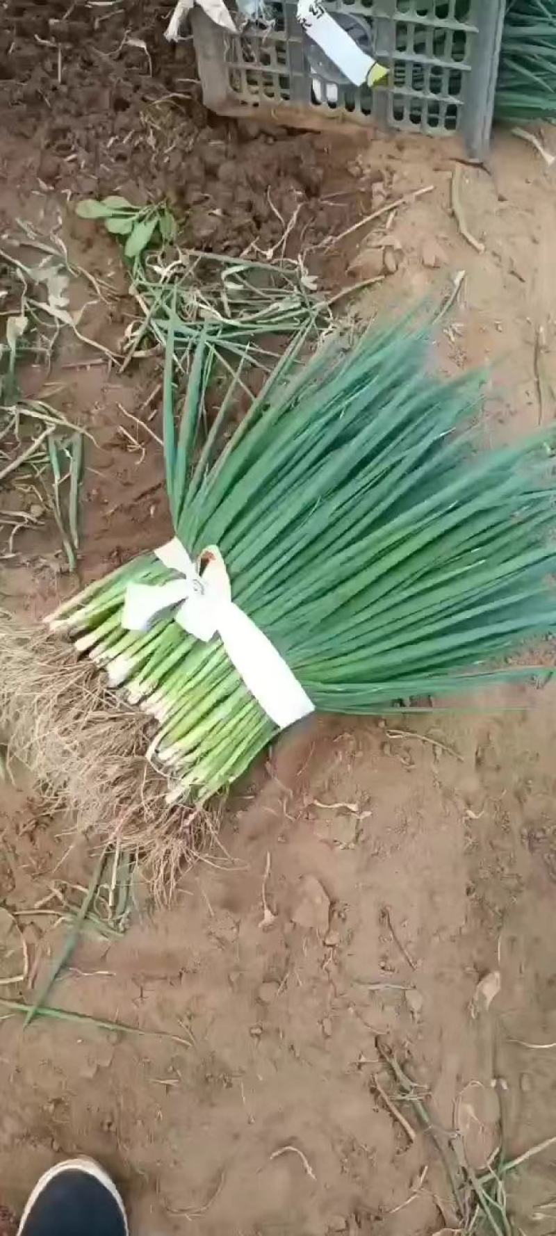小葱，葱秧，葱苗，香葱，大量上市，长年供应，