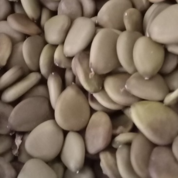 洋金凤种子金凤花种子金凤花苗蝶花绿化灌木