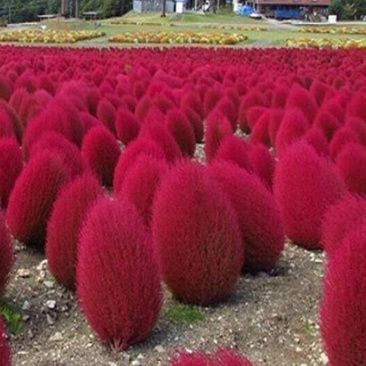 红地肤种子绿地肤花种子扫帚苗孔雀松景观花海庭院草